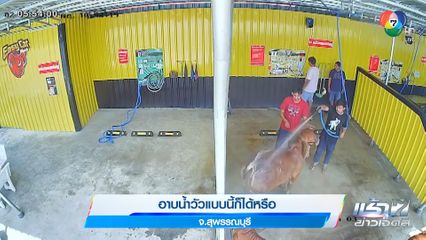 อาบน้ำวัวแบบนี้ก็ได้หรือ จ.สุพรรณบุรี