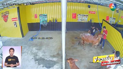 สุดน่ารัก! ลูกค้าจูงวัวอาบน้ำที่ล้างรถหยอดเหรียญ จ.สุพรรณบุรี