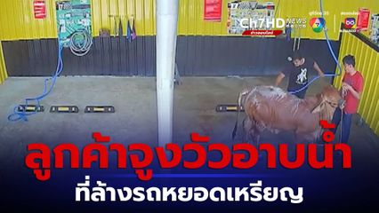 สุดน่ารัก! ลูกค้าจูงวัวอาบน้ำที่ล้างรถหยอดเหรียญ จ.สุพรรณบุรี