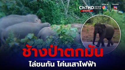 ระทึกทั้งหมู่บ้าน ช้างป่าตกมันไล่ชนกัน โค่นเสาไฟฟ้า