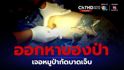 ชาวบ้านออกหาของป่า เจอหมูป่าโทนตัวใหญ่ชน กัดบาดเจ็บ