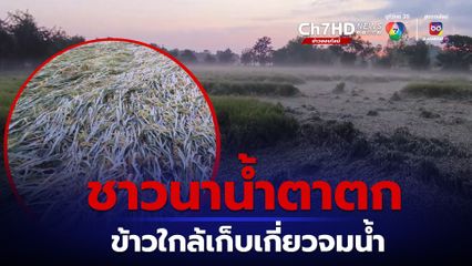 ฝนตกหนักลมแรง ข้าวใกล้เก็บเกี่ยว ล้มจมน้ำเป็นวงกว้าง