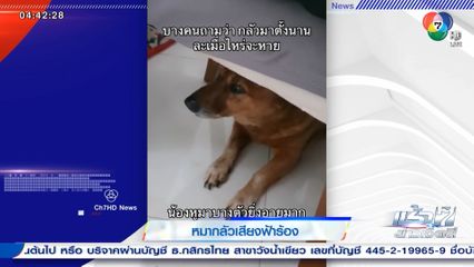 น้องหมากลัวเสียงฟ้าร้อง นั่งหลบใต้โต๊ะ