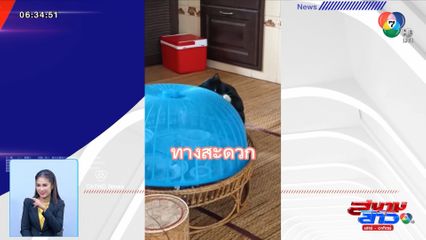 ภาพเป็นข่าว : มือดีแอบฉกปลาย่าง สมเป็นแมวขโมยของแท้