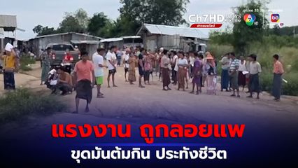 แรงงานเมียนมา 180 ชีวิต ถูกนายจ้างลอยแพ จำต้องขุดมันสำปะหลังต้มกินประทังชีวิต