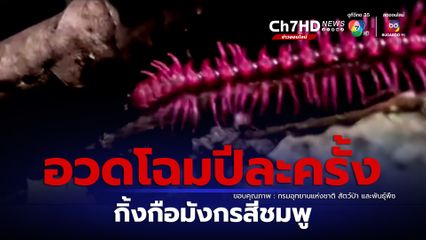 ปลายฝนต้นหนาว กิ้งกือมังกรสีชมพู สัตว์หายากออกอวดโฉม