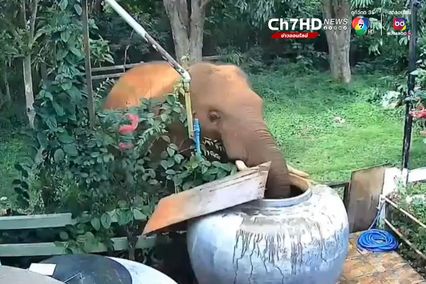 ช้างป่าหิวน้ำจัด ใช้งวงเปิดโอ่งกินน้ำชาวบ้านอย่างชื่นใจ ก่อนกลับเข้าป่า