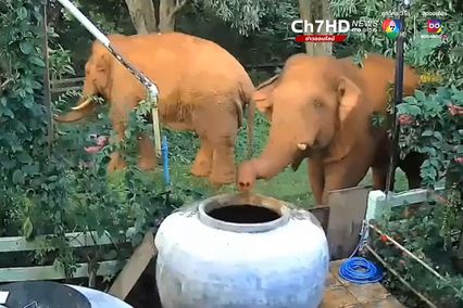 ช้างป่าหิวน้ำจัด ใช้งวงเปิดโอ่งกินน้ำชาวบ้านอย่างชื่นใจ ก่อนกลับเข้าป่า