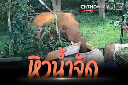 ช้างป่าหิวน้ำจัด ใช้งวงเปิดโอ่งกินน้ำชาวบ้านอย่างชื่นใจ ก่อนกลับเข้าป่า