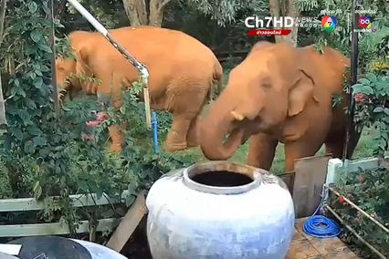 ช้างป่าหิวน้ำจัด ใช้งวงเปิดโอ่งกินน้ำชาวบ้านอย่างชื่นใจ ก่อนกลับเข้าป่า