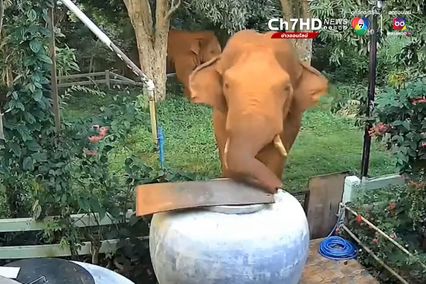 ช้างป่าหิวน้ำจัด ใช้งวงเปิดโอ่งกินน้ำชาวบ้านอย่างชื่นใจ ก่อนกลับเข้าป่า