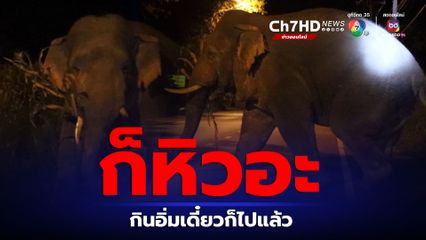 ช้างงาเบี่ยงใหญ่ หิวจัด ลุยป่าข้าวโพดชาวบ้าน จนท. เผย ปล่อยกินสักนิด อารมณ์ดีขึ้นก็ผลักดันได้ง่าย