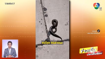 ไม่พลาด! สาวเจองูนอนขดกลางถนน ขอเลขเด็ด