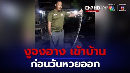 งูจงอาง เลื้อยเข้าบ้าน ขดตัวอยู่ในห้องครัว ก่อนวันหวยออก เจ้าของบ้านเชื่อมาให้โชค