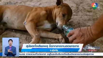 สุนัขตกใจเสียงพลุ ช็อกกลางงานลอยกระทง จ.สุโขทัย