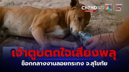 สุนัขตกใจเสียงพลุ ช็อกกลางงานลอยกระทง จ.สุโขทัย