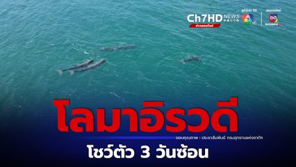 หมู่เกาะช้าง โลมาอิรวดี โผล่โชว์ตัว 3 วันซ้อน