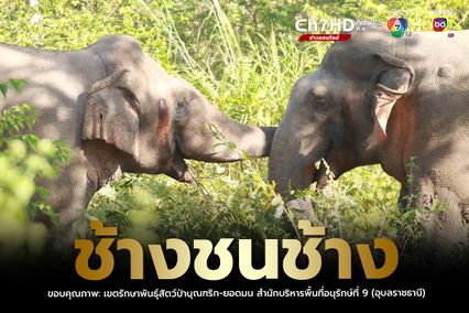 เจ้าหน้าที่ผงะ พบช้างป่าชนกัน เฝ้าระวัง-แจ้งเตือนประชาชน