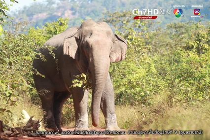 เจ้าหน้าที่ผงะ พบช้างป่าชนกัน เฝ้าระวัง-แจ้งเตือนประชาชน