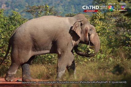 เจ้าหน้าที่ผงะ พบช้างป่าชนกัน เฝ้าระวัง-แจ้งเตือนประชาชน