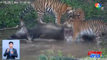 ภาพเป็นข่าว : เปิดภาพหายาก เสือโคร่งกินเนื้อวัวแดง ในเขตรักษาพันธุ์สัตว์ป่าห้วยขาแข้ง จ.อุทัยธานี