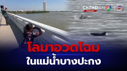 ชาวบ้านแห่ดู โลมาว่ายเข้าไปอวดโฉมในแม่น้ำบางปะกง