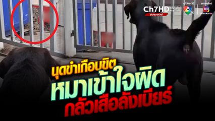 เจ้าของขำเกือบขิต น้องหมาเข้าใจผิด ตกใจกลัวเสือที่ลังเบียร์