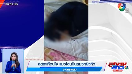 ภาพเป็นข่าว : สุดสะเทือนใจ แมวโดนปืนฉมวกยิงหัว จ.นครพนม