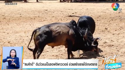 สมศักดิ์ ดันวัวชนเป็นซอฟต์พาวเวอร์ ช่วยสร้างรายได้เกษตรกร