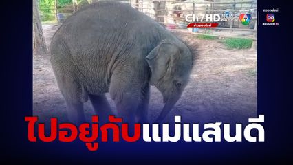 น้องมีนา ตัวตึงกระบกคู่พร้อมแล้ว ออกเดินทางไปเรียนรู้ชีวิตช้างกับแม่แสนดี