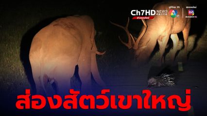 ส่องสัตว์เขาใหญ่ เวลากลางคืน เจอสัตว์ป่าหลายชนิด