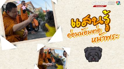 น้องพลอย สุนัขแสนรู้ เห็นพระมายกขาหน้าไหว้ พอพระให้ขนม ก็ยกขาหน้า ขอบคุณ