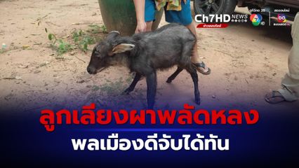 ลูกเลียงผาพลัดหลง โชคดีพลเมืองดีจับไว้ได้และนำไปส่งให้เจ้าหน้าที่