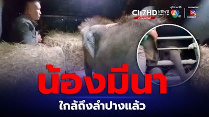 น้องมีนาใกล้ถึงลำปาง ลูกช้างยังคงร่าเริงแม้เดินทางมาตลอดทั้งคืน