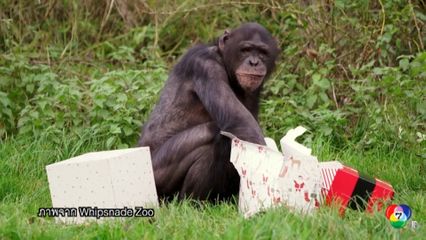 ลิงชิมแปนซีที่สวนสัตว์อังกฤษ ฉลองเทศกาลคริสตมาสล่วงหน้า