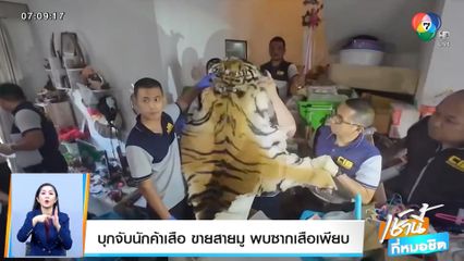 บุกจับนักค้าเสือ ขายสายมู พบซากเสือเพียบ