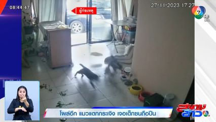 โผล่อีก แมวแตกกระเจิง เจอเด็กซนถือปืน