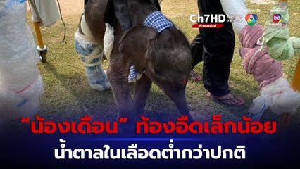 ติดตามอาการใกล้ชิด “พลายเดือน” ลูกช้างป่าทับลาน 