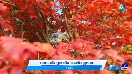 ดอกเมเปิลภูกระดึง แดงรับฤดูหนาว จ.เลย