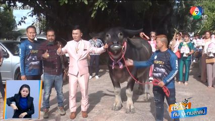 เช้านี้กับ บี กมลาสน์ : จูงควายงาม 5 ล้านบาท แห่ขันหมากแต่งงานกับสาว จ.นครราชสีมา