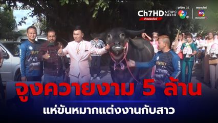 เช้านี้กับ บี กมลาสน์ : จูงควายงาม 5 ล้านบาท แห่ขันหมากแต่งงานกับสาว จ.นครราชสีมา