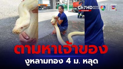 ตามหาเจ้าของ! งูหลามทองยาว 4 เมตร หลุด