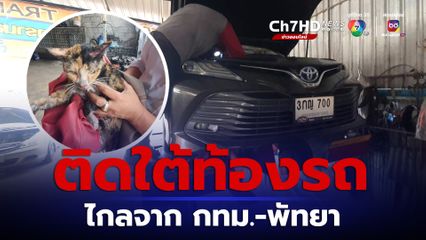ช่วยชีวิตแมวติดใต้ท้องรถไกลจากกทม.-พัทยา