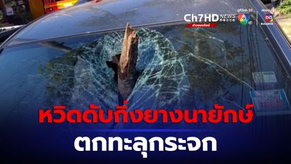 สาวเล่านาทีระทึก หวิดดับกิ่งยางนายักษ์ตกใส่รถยนต์กลางถนน