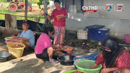กลุ่มแม่บ้านสตรีริมทะเลมือฉมังรับจ้างแกะปูก่อนมาแปรรูป สร้างรายได้เลี้ยงครอบครัว
