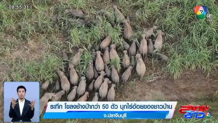 ภาพเป็นข่าว : ระทึก โขลงช้างป่ากว่า 50 ตัว บุกไร่อ้อยของชาวบ้าน จ.ปราจีนบุรี