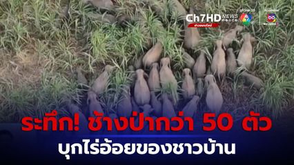 ภาพเป็นข่าว : ระทึก โขลงช้างป่ากว่า 50 ตัว บุกไร่อ้อยของชาวบ้าน จ.ปราจีนบุรี