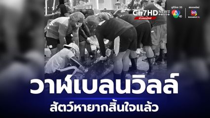 วาฬเบลนวิลล์ สัตว์ทะเลหายากเกยตื้นที่สงขลาสิ้นใจแล้ว