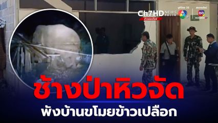 ระทึก ช้างป่าดงใหญ่หิวจัด พังบ้านผู้ช่วยผู้ใหญ่บ้านกลางดึก ขโมยข้าวเปลือก 