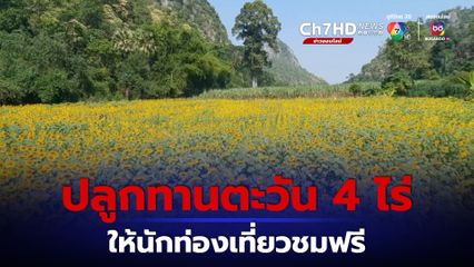 เจ้าอาวาสวัดน้ำพุ อุทัยธานี  ผุดไอเดีย แบ่งที่ไร่มันปลูกทานตะวัน 4 ไร่ ให้ประชาชนแวะถ่ายรูป แถมแช่น้ำเย็นใส่ถังไว้ให้ดื่มฟรีๆ